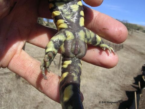 Image of California Tiger Salamander