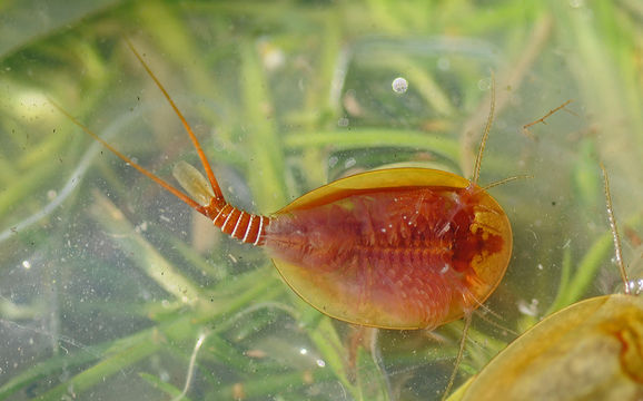 Image of Vernal pool tadpole shrimp