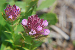 Image of rosy owl's-clover