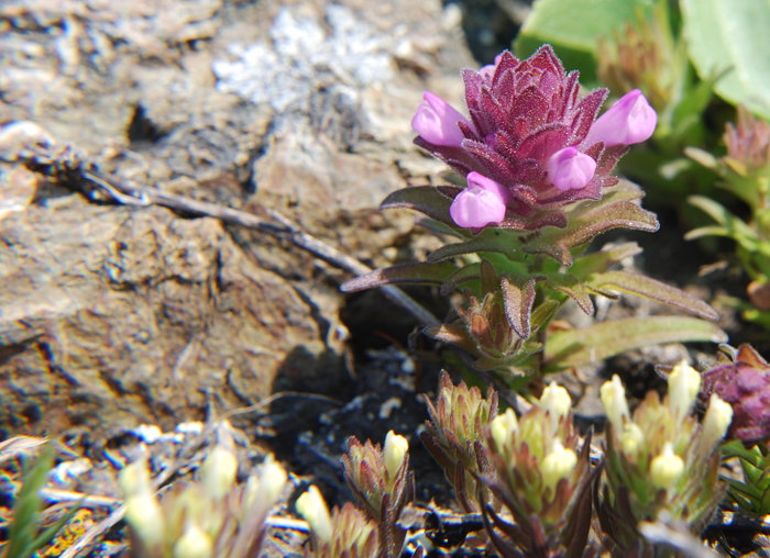 Image of rosy owl's-clover