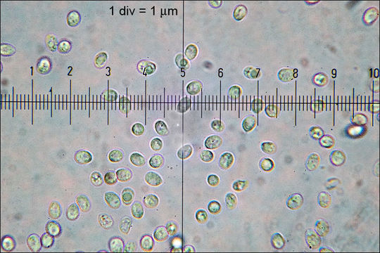 Image of <i>Tyromyces fissilis</i>