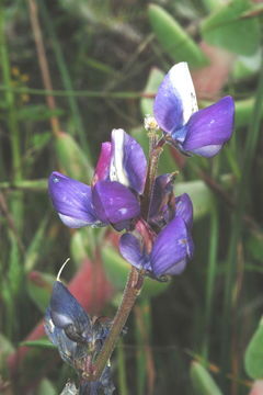 Image of hollowleaf annual lupine