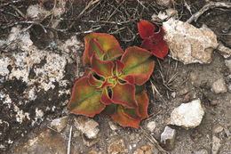 Image of common iceplant