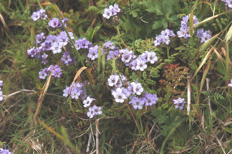 Phacelia distans Benth.的圖片