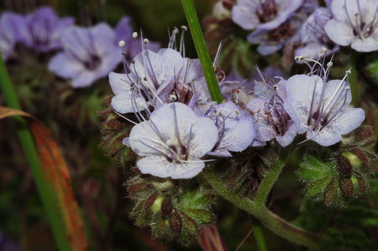 Sivun Phacelia distans Benth. kuva