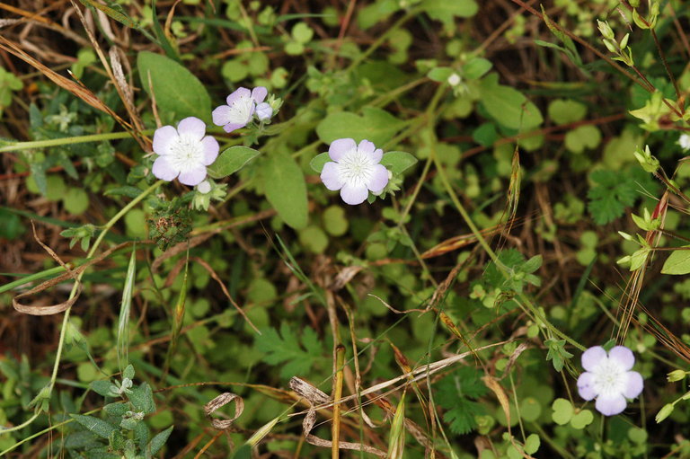 Image of coast phacelia