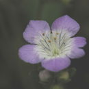 Sivun Phacelia insularis Munz kuva