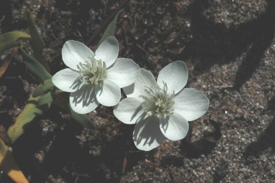 Image of Platystemon californicus Benth.