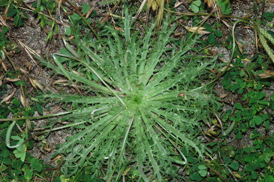 Image of buckhorn plantain