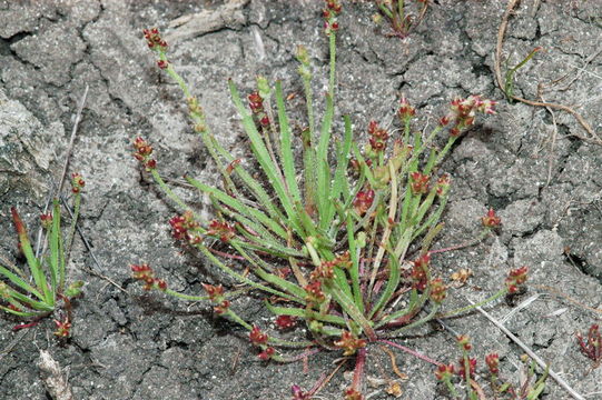 Image of prairie plantain