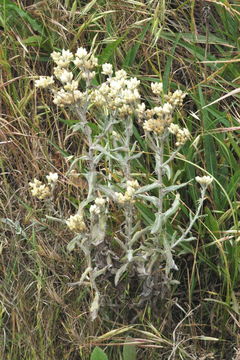 Слика од Pseudognaphalium canescens (DC.) A. A. Anderberg