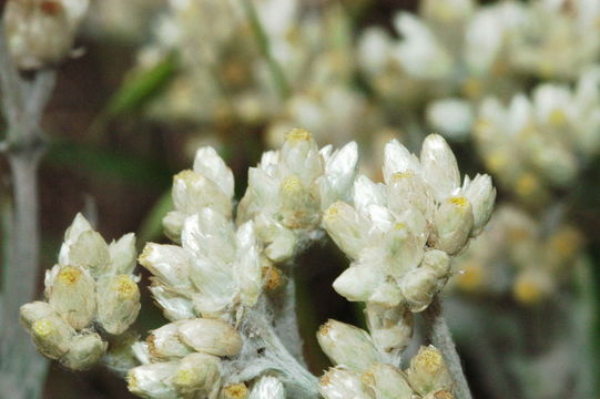 Слика од Pseudognaphalium canescens (DC.) A. A. Anderberg