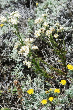 Image of ladies' tobacco