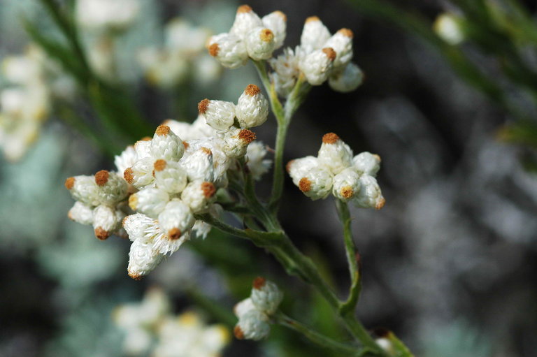 Image of ladies' tobacco