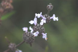 Imagem de Salvia brandegeei Munz