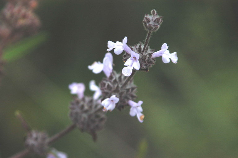 Sivun Salvia brandegeei Munz kuva