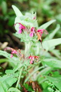 Salvia spathacea Greene resmi