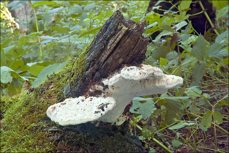 Image of <i>Tyromyces fissilis</i>