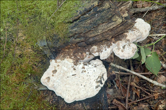 Image of <i>Tyromyces fissilis</i>