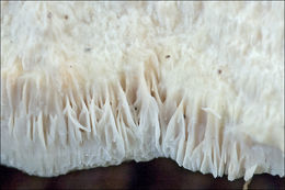 Image of <i>Tyromyces fissilis</i>