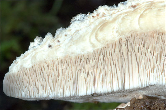 Image of <i>Tyromyces fissilis</i>