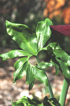 Amorphophallus konjac K. Koch resmi