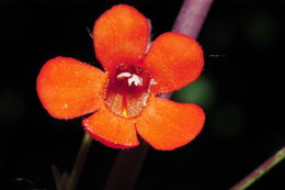 Слика од Penstemon alamosensis Pennell & Nisbet