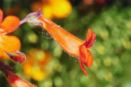 Слика од Penstemon alamosensis Pennell & Nisbet