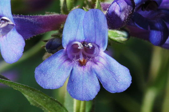 Penstemon aridus Rydb.的圖片