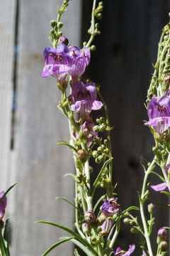 Image of Kaibab Plateau Beardtongue