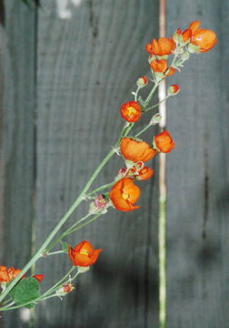 Image of Munro's globemallow