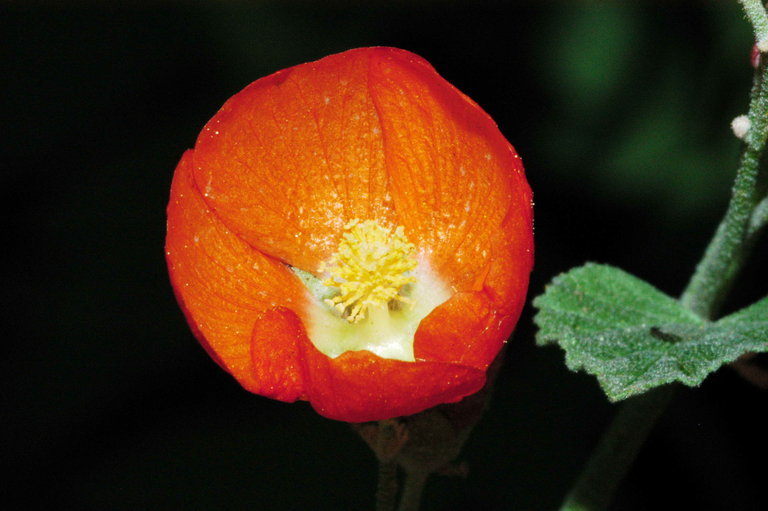 Image of Munro's globemallow