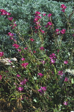 Image of dwarf checkerbloom