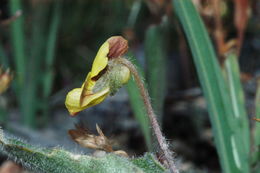 Image de Viola purpurea var. venosa (S. Watson) Brainerd