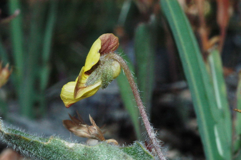 Image de Viola purpurea var. venosa (S. Watson) Brainerd