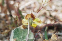 Image de Viola purpurea var. venosa (S. Watson) Brainerd