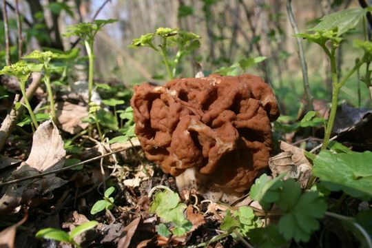 Image of Gyromitra esculenta (Pers.) Fr. 1849