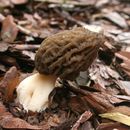 Image of Yellow Morel