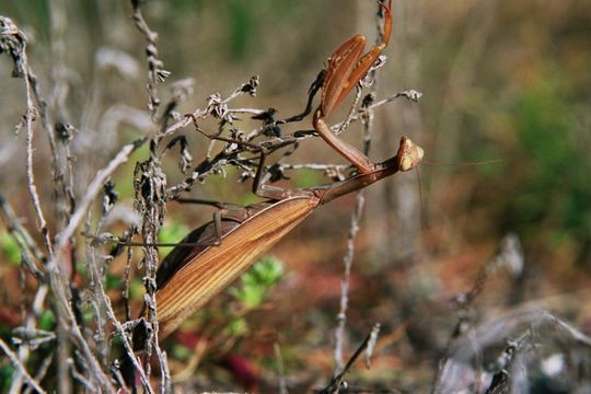 Image of European Mantid