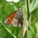 صورة Coenonympha pamphilus Linnaeus 1758