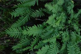 Image de Polypodium calirhiza S. A. Whitmore & A. R. Smith