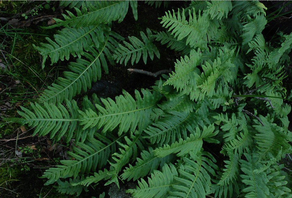 Polypodium calirhiza S. A. Whitmore & A. R. Smith的圖片