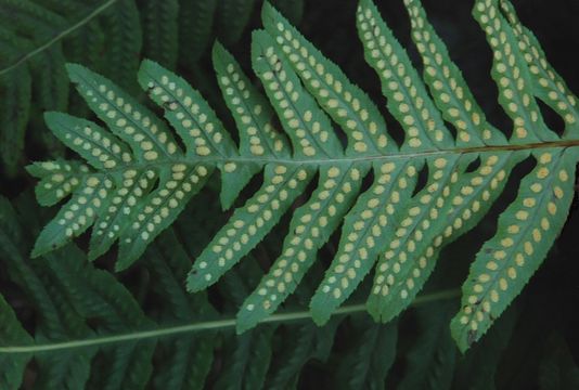 Image of nested polypody