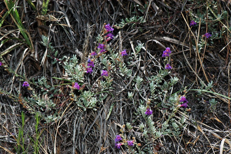 Image of California penstemon