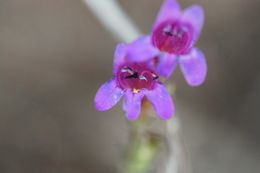 Image of California penstemon