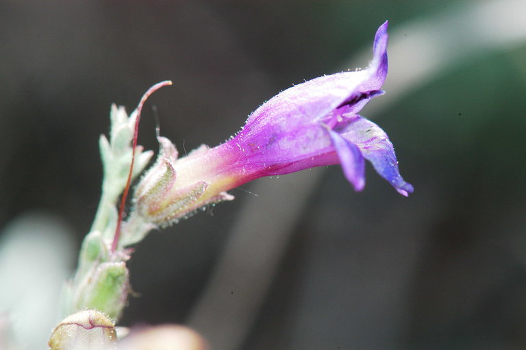 Image of California penstemon