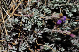 Image of California penstemon