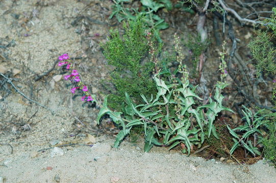 Image of San Jacinto beardtongue