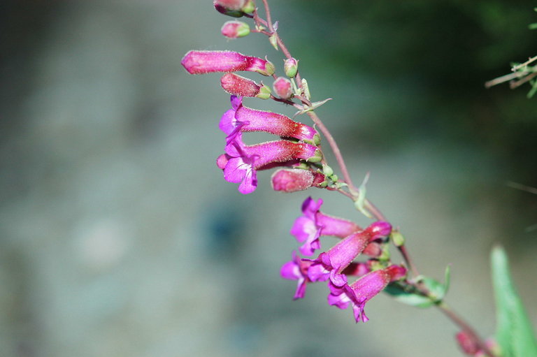 Image of San Jacinto beardtongue