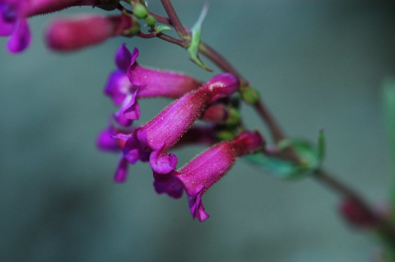 Image of San Jacinto beardtongue